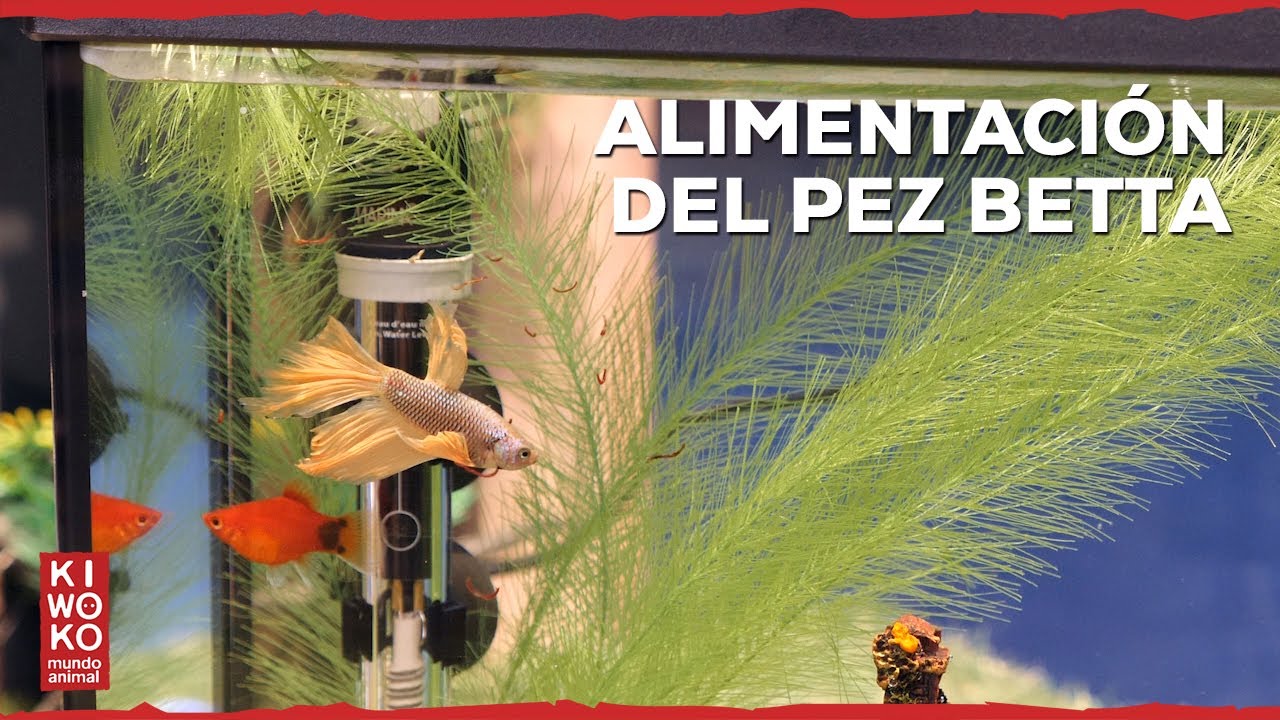 Comida Pez Betta 🐟【Miniserie Parte: 4🎬】