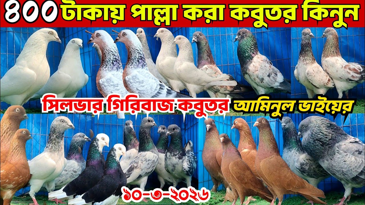 ৪০০ টাকায় ছাড়াছাড়ি লাইনের গিরিবাজ কবুতর বিক্রি হবে। পাল্লা করা রেসিং গিরিবাজ কবুতর কিনুন। আমিনুল 