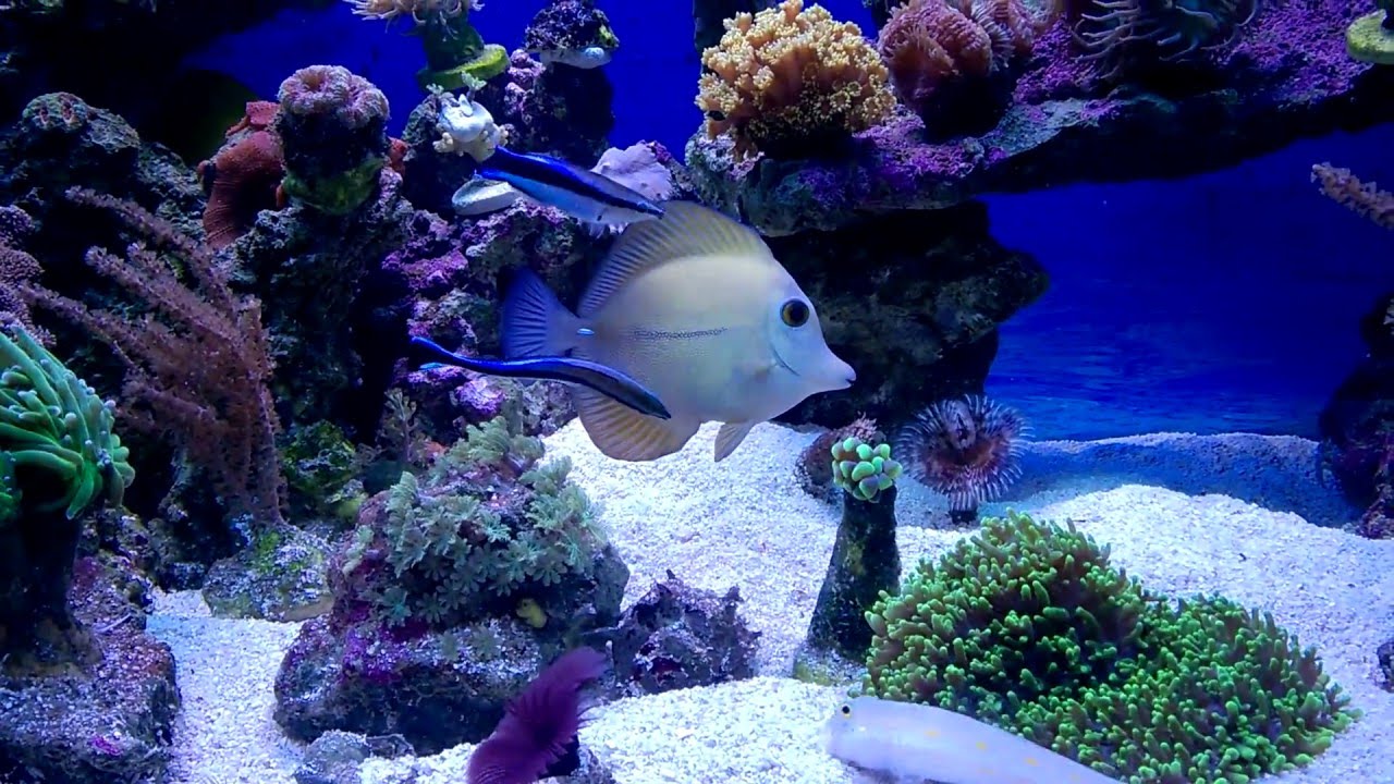 Labroides dimidiatus clean zebrasoma flavensis and scopas