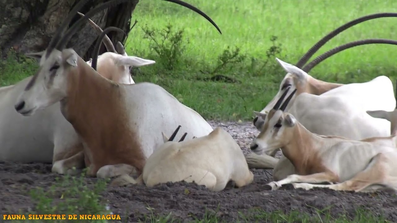 ORIX DE CUERNOS DE CIMITARRA O BLANCO