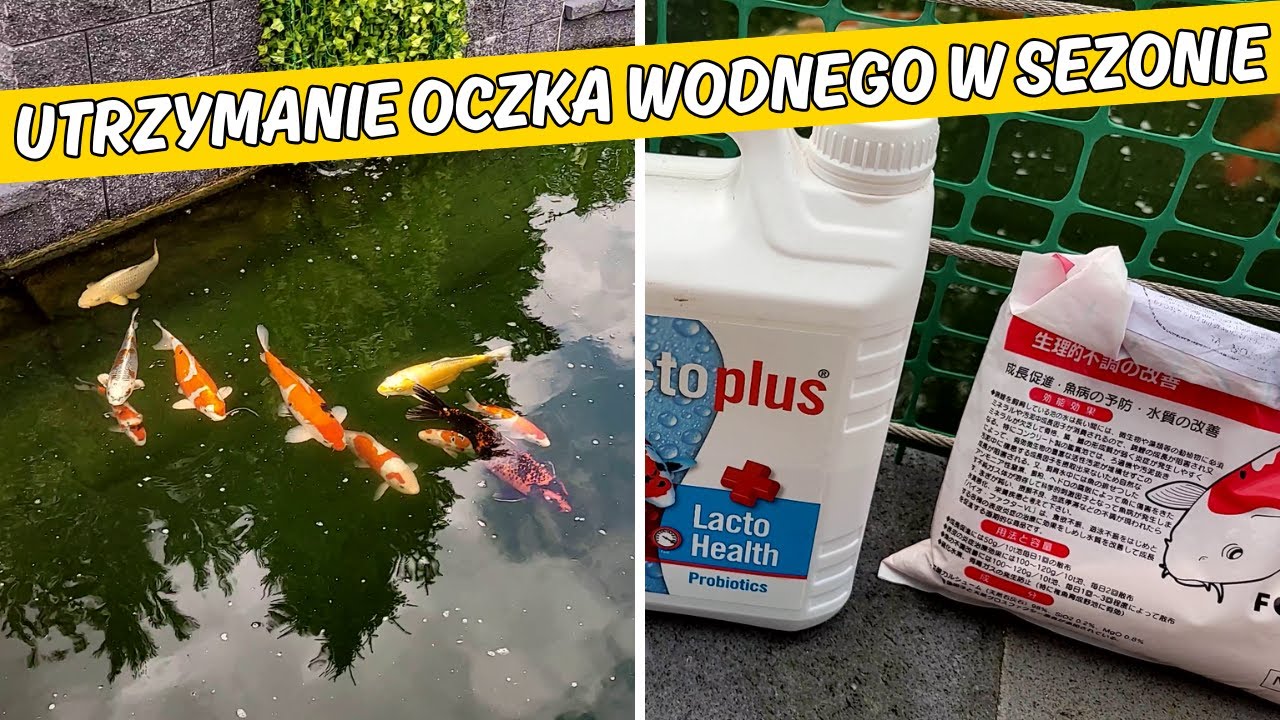 Jak dbam o Oczko Wodne z Karpiami Koi w sezonie? | Serwis i dodatki
