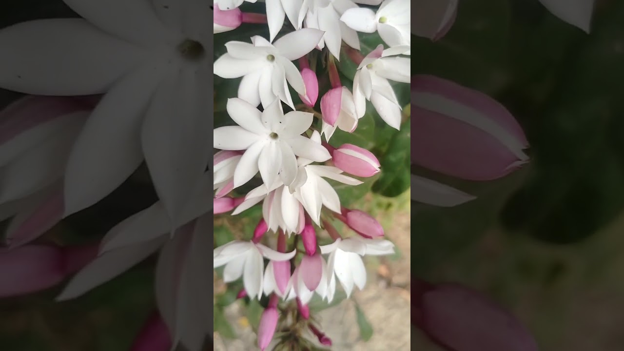 Pink,jasmine🌿🌺