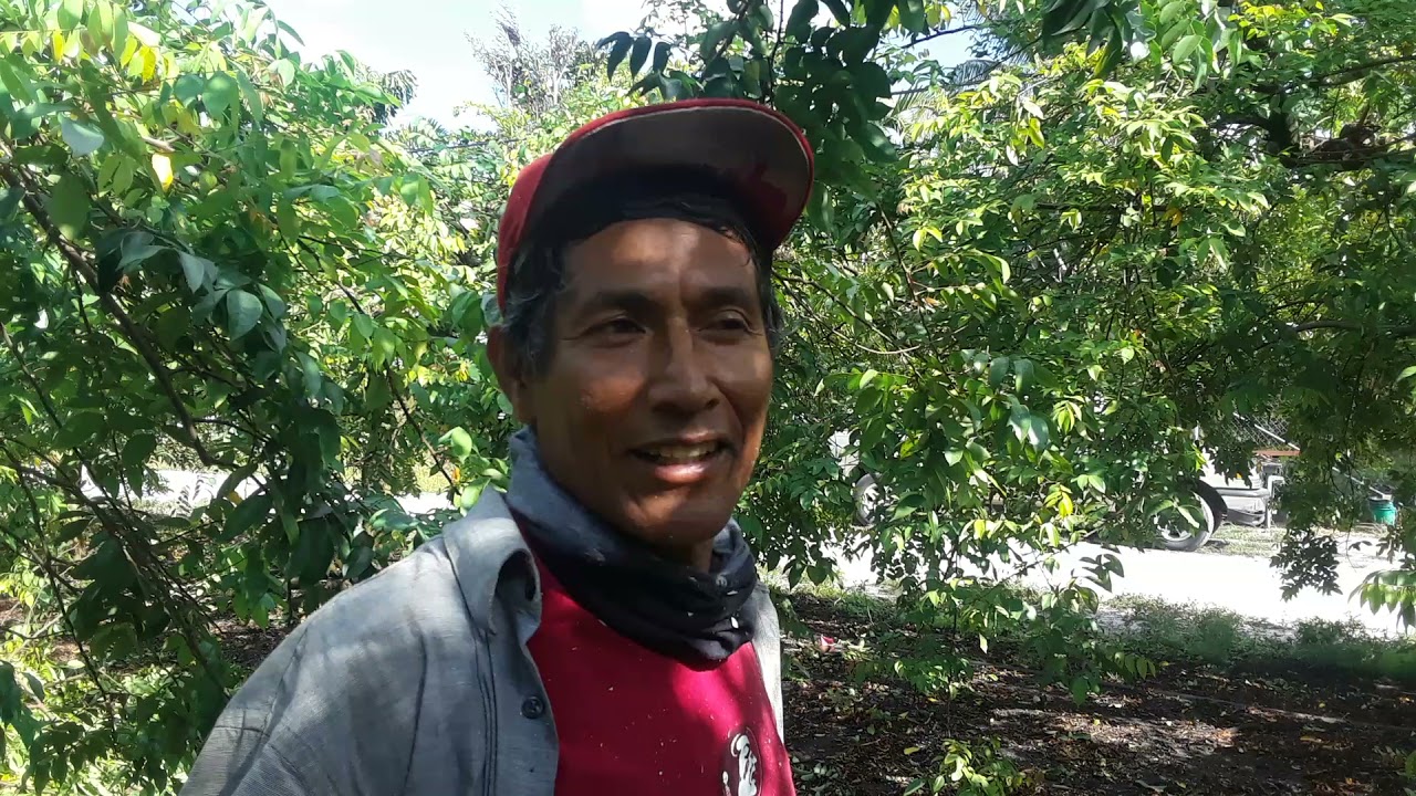 Apodando Árboles de Carambola