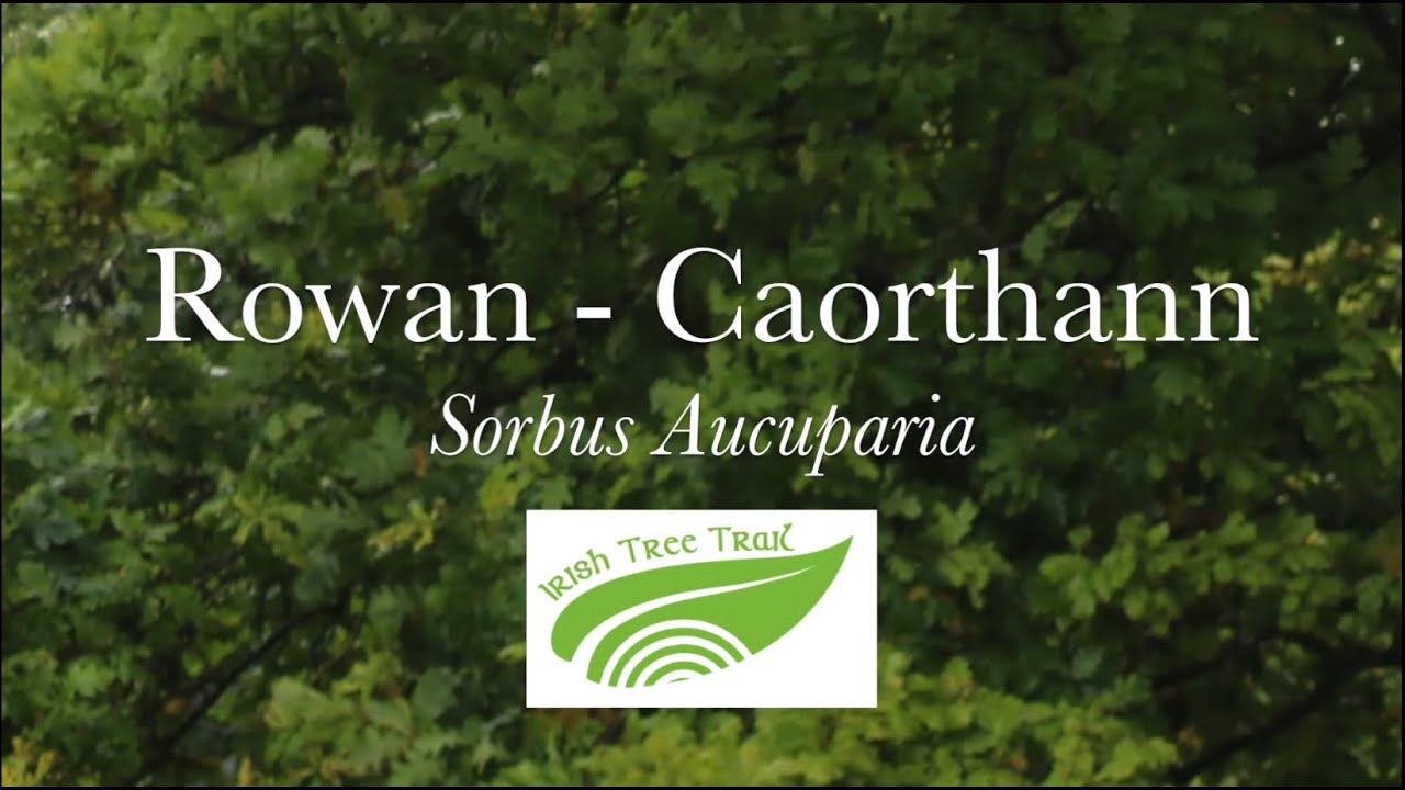 Rowan, Mountain Ash - Caorthann (Sorbus aucuparia)