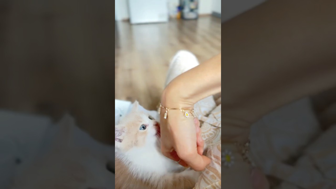 Mutlu Bayramlar #cat #kitten #cute #cutecat #pets  #bayram 🍬🍬