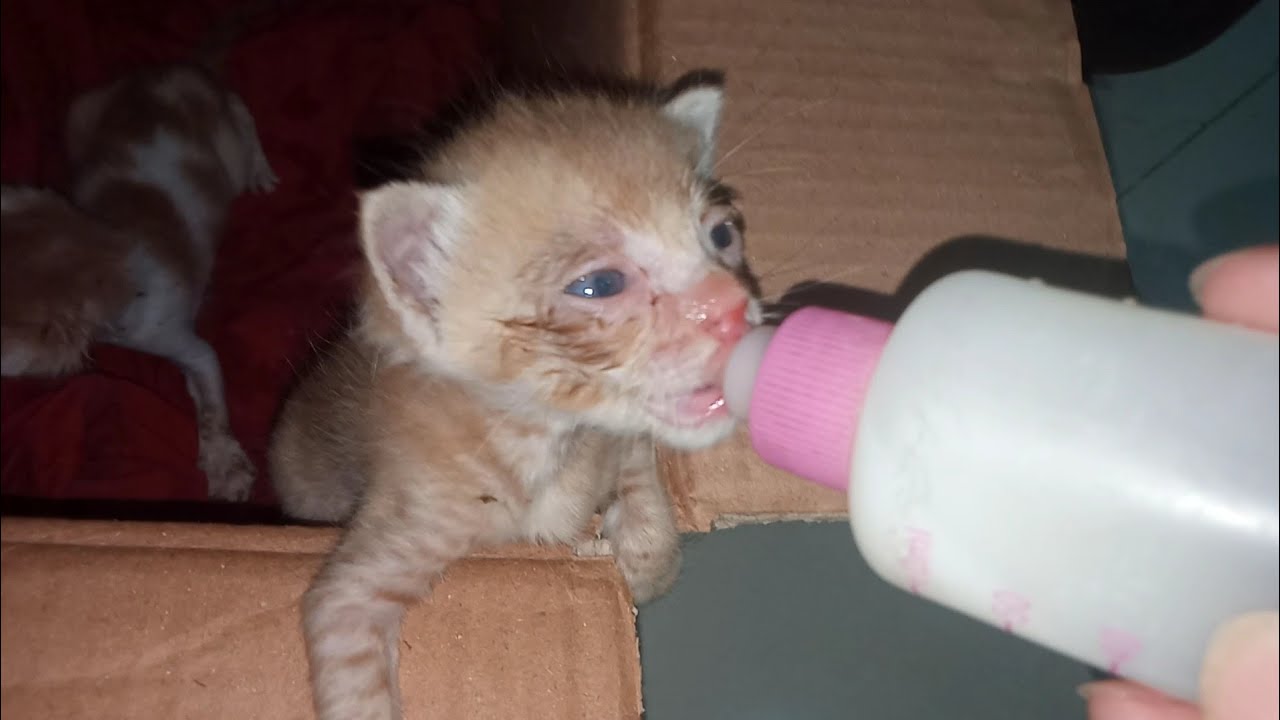 Orphan Kitten Found Nursing Mother Cat 2 Rescue Kittens Still On Bottle Feeding 