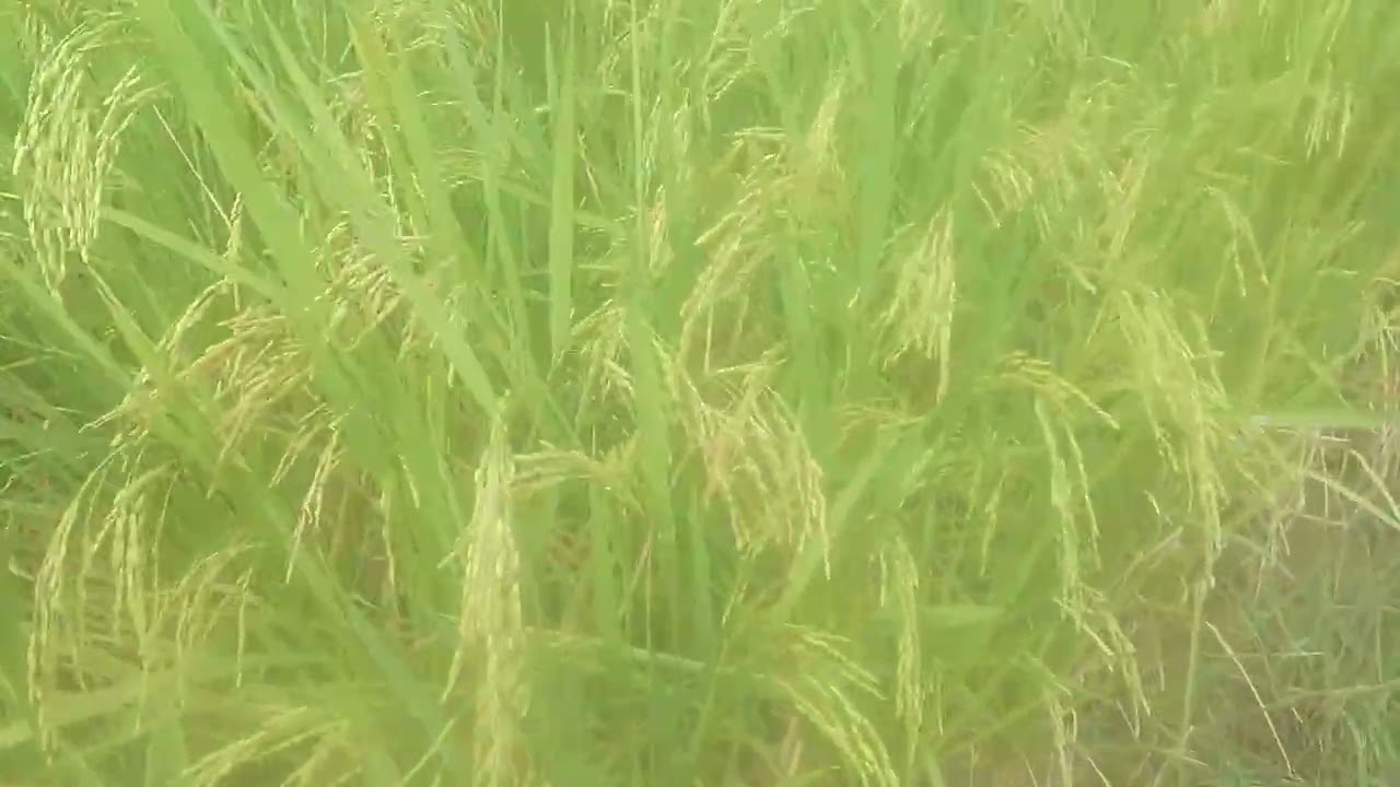 Asalamualaikum warohmatulohi wabarakatuh msih pnyprtn buah padi yng mnyapai 16 17 tonan.. 