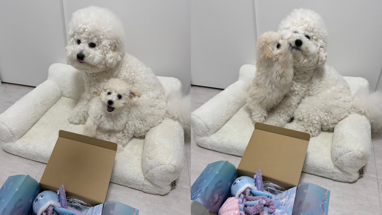 愛犬のもとにあるものが届きました🎁✨