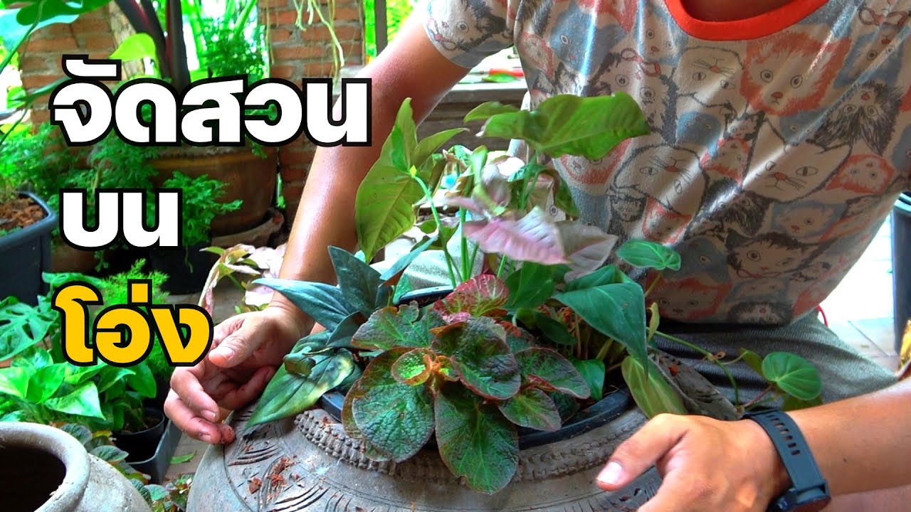 จัดสวนบนโอ่ง จๅัดไปตามใจฉัน