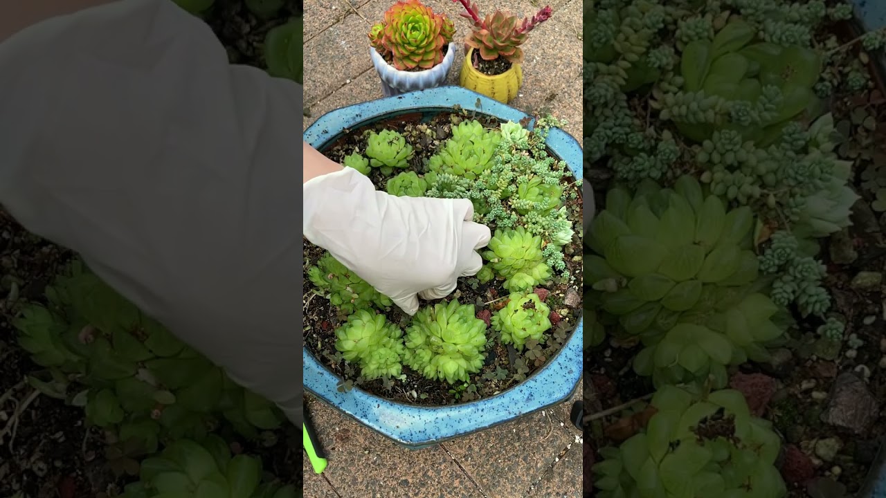 Cleaning the Haworthia succulents- Dọn cỏ, vệ sinh cho sen đá #senda #succulent 