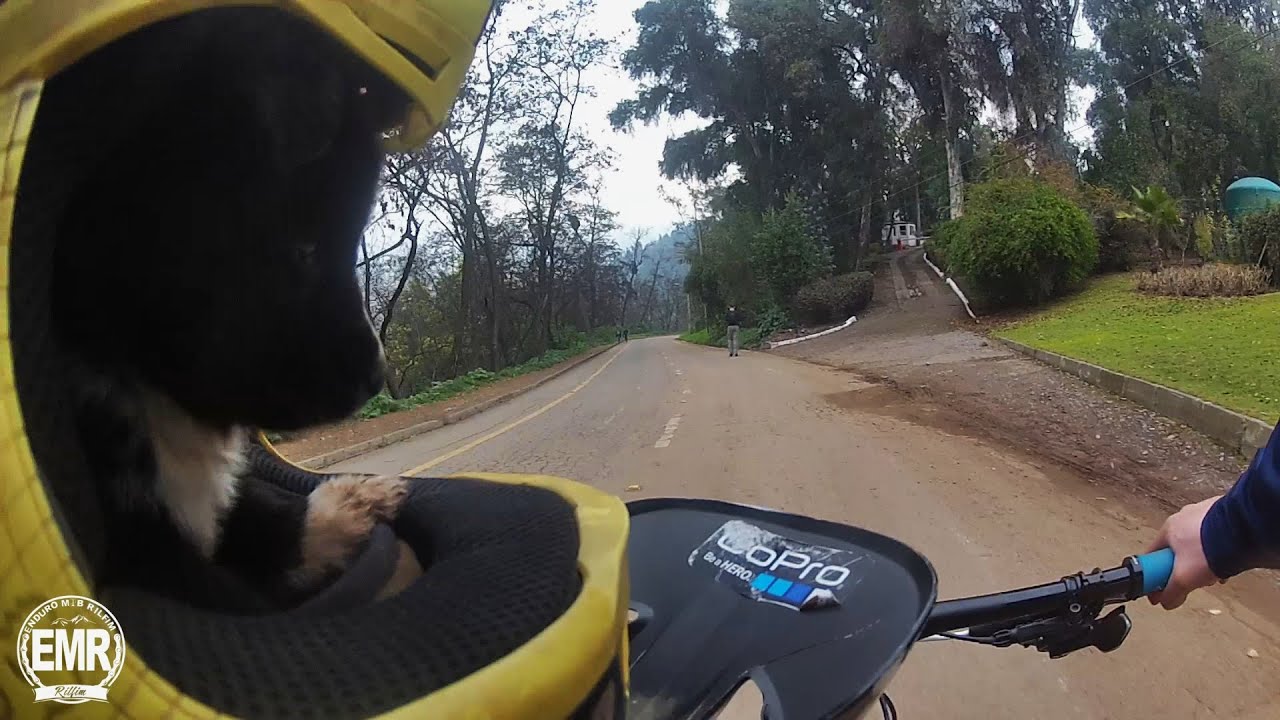 Animal Rescue - Gopro Hero 6 - CHILE