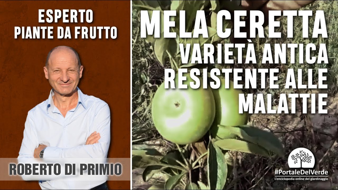 Mela ceretta varietà antica resistente alle malattie