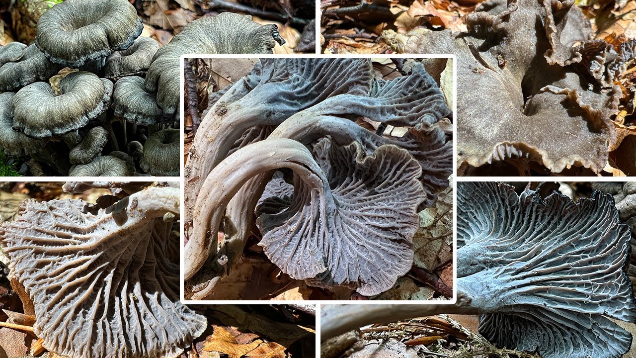 Grauer Piffferling essbar? Verwechslungsgefahr | Graue Kraterelle / Leistling, Craterellus cinereus