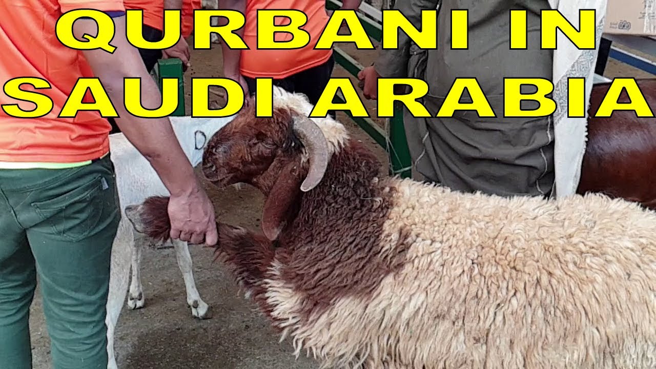 Qurbani in Saudi Arabia | Bakra Qurbani in Jeddah Saudi Arabia