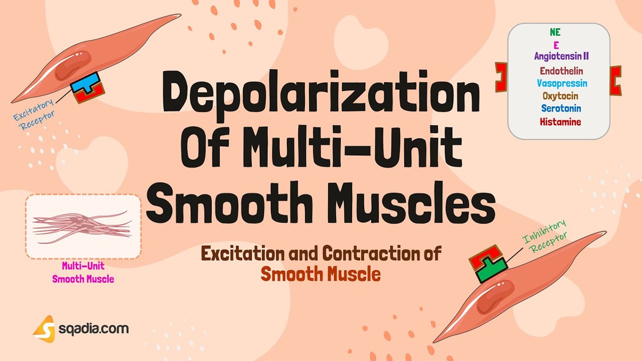 Excitation and Contraction of Smooth Muscle | Depolazrization of Multi Unit Smooth Muscles