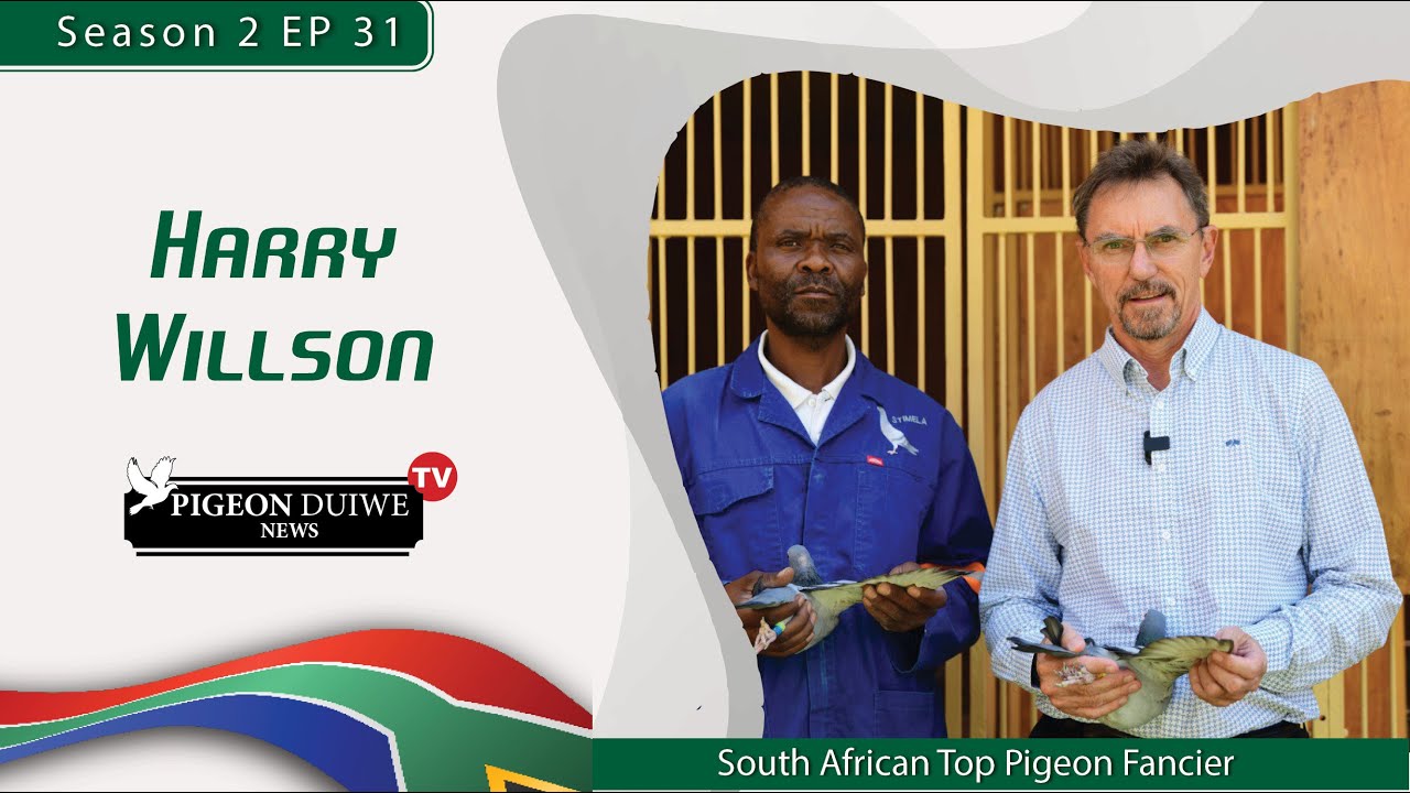Pigeon Duiwe News TV- Harry Willson  S2: E31