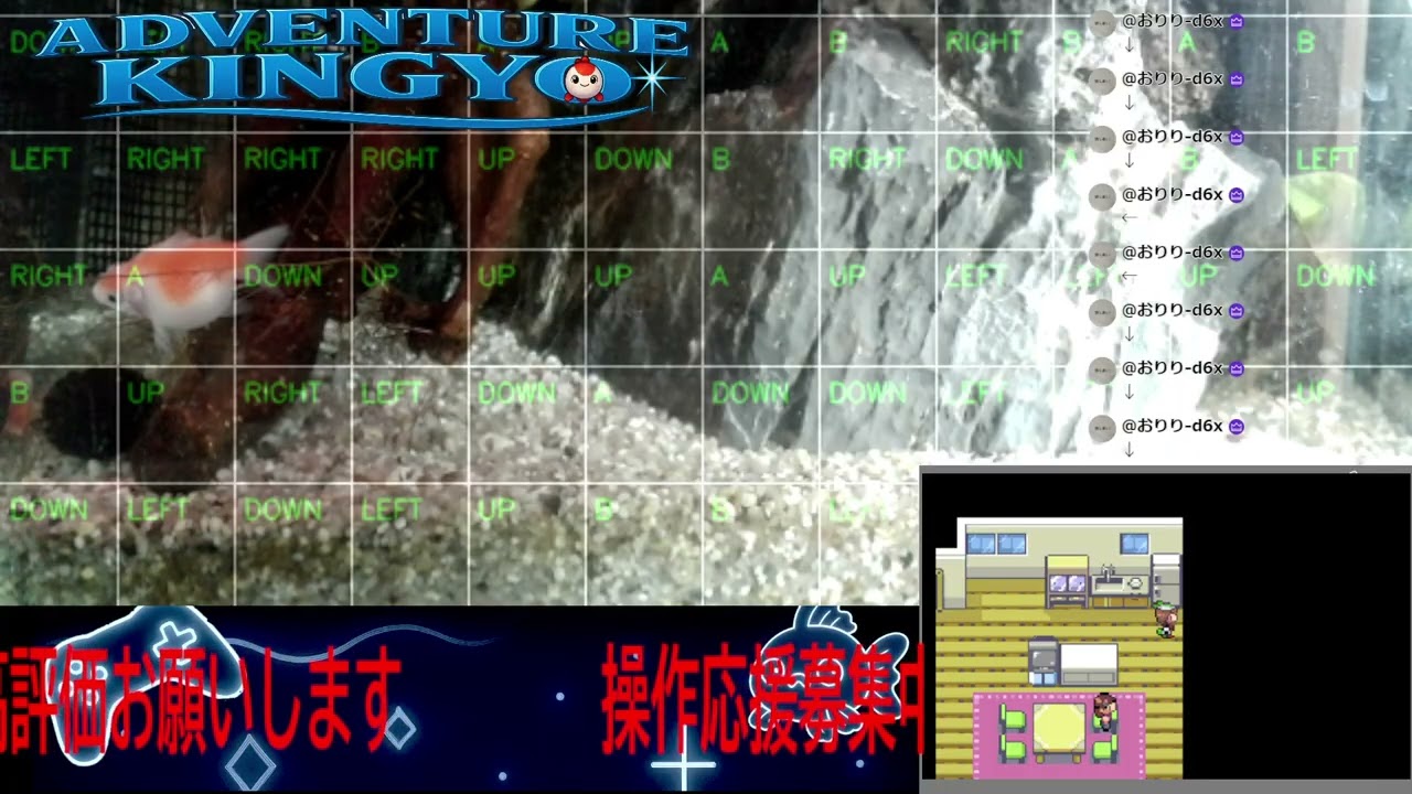 【ポケモンエメラルド】金魚がゲームをプレイ!? 🐟 視聴者コメントで動く参加型ライブ配信 〜Adventure Kingyo〜 パート135 2026-02-24