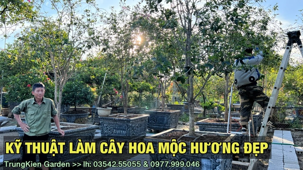 kỹ thuật làm tán cây hoa mộc hương đẹp -Trung kiên garden, zalo: 035.42.55055 & 0961.700.535