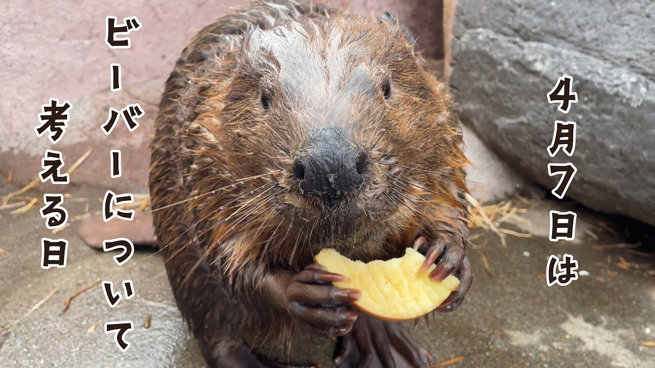 【ASMRあり】国際ビーバーデー / International Beaver Day
