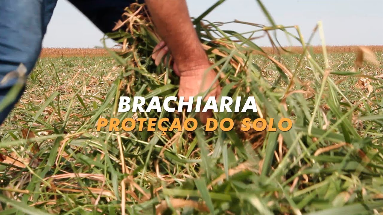 Consórcio Milho e Brachiaria - Produtor inova e mistura  duas Brachiaria  com Milho