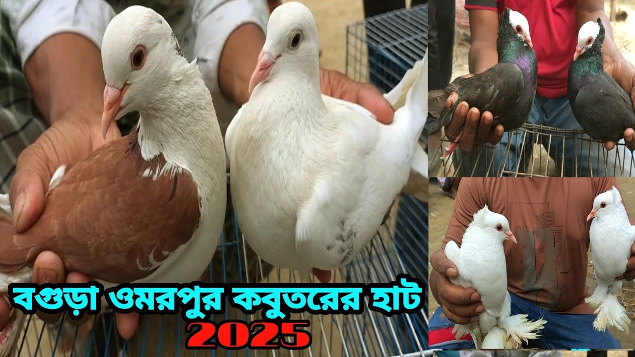অল্প বাজেটের মাঝে সেরা মানের কবুতর কিনুন আজই||ওমরপুর হাট বগুড়া||Omor pur hat Bogura||কবুতরের দাম দর|