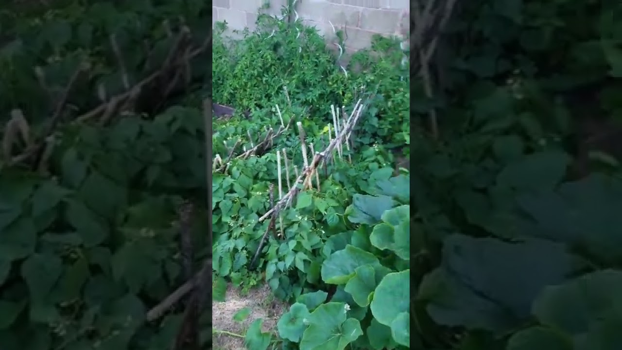 potager 2022