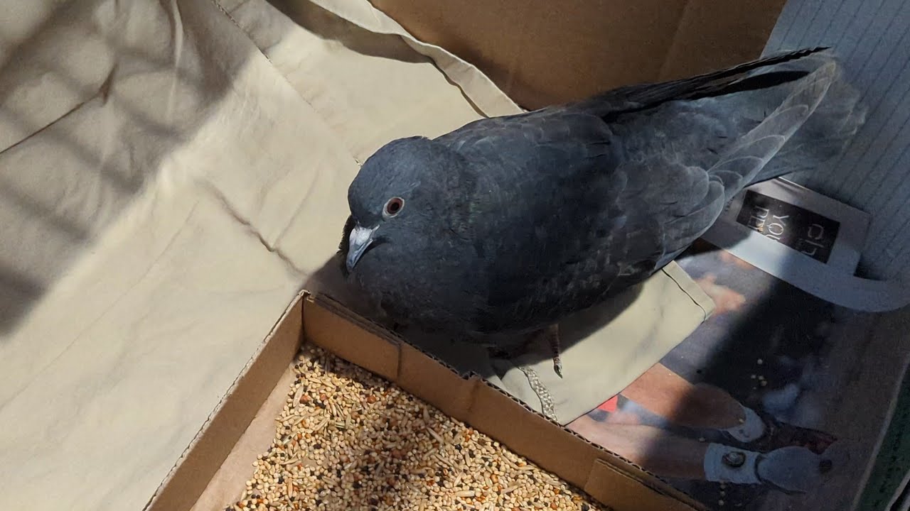 Baby Pigeon's Voice Is Changing!