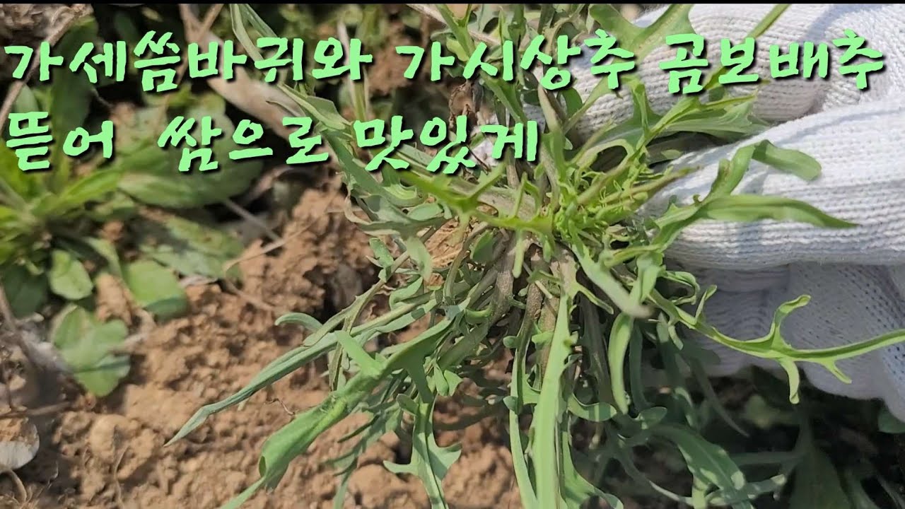 작은엄마랑 가세씀바귀 가시상추 곰보배추 뜯어  삼겹살 구워 입터지게 쌈싸먹었어요