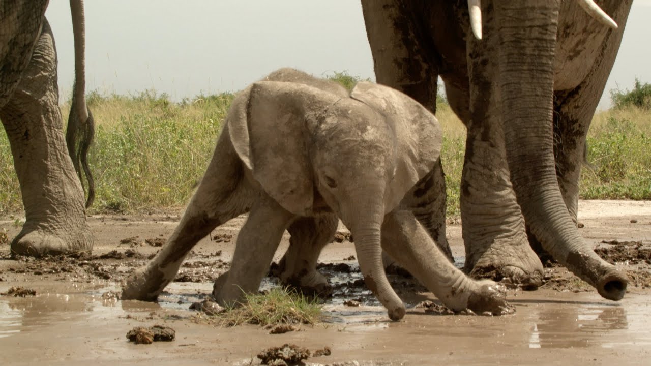 Baby elephant gets stuck in the mud - Natural World 2016: Preview - BBC