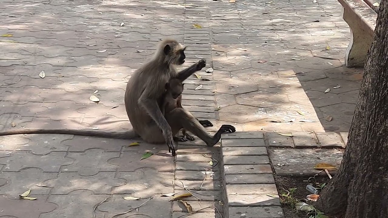 Cute monkey baby 🐒 | Monkey videos | Monkeys family #bejubaannature #youtubevideo #monkeylover ###