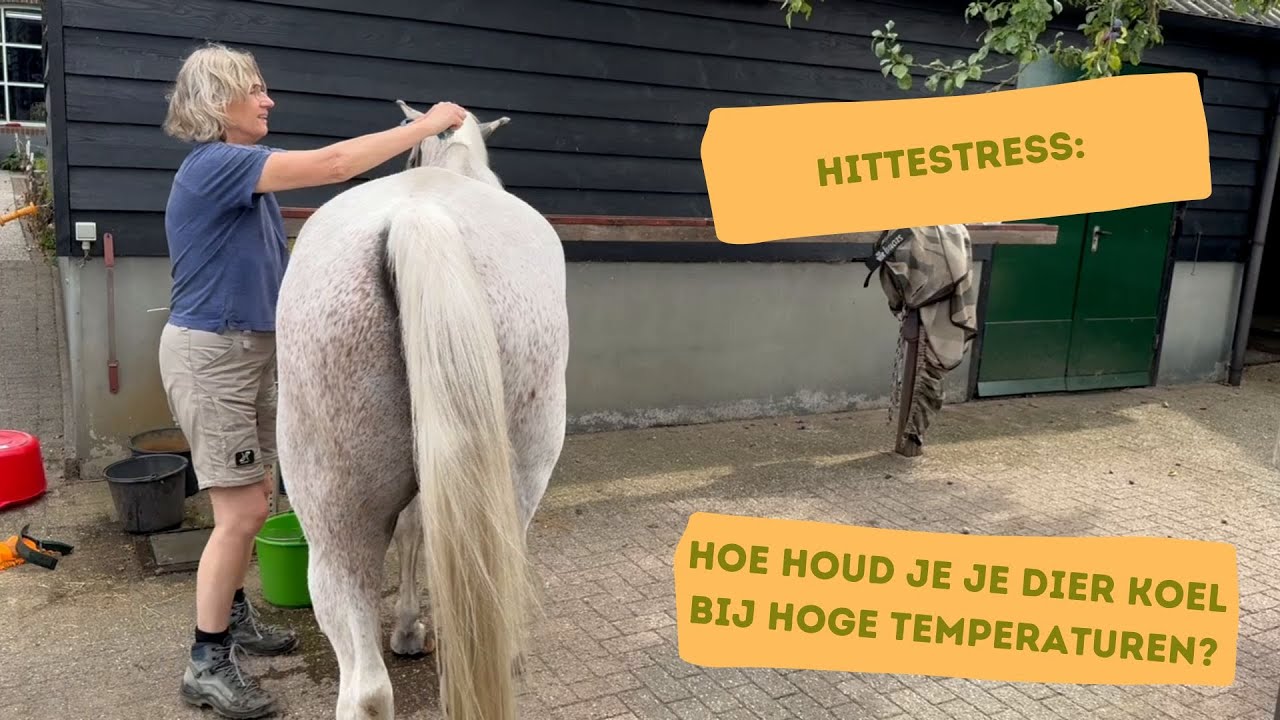 Hoe verzorg je je dier bij grote hitte?