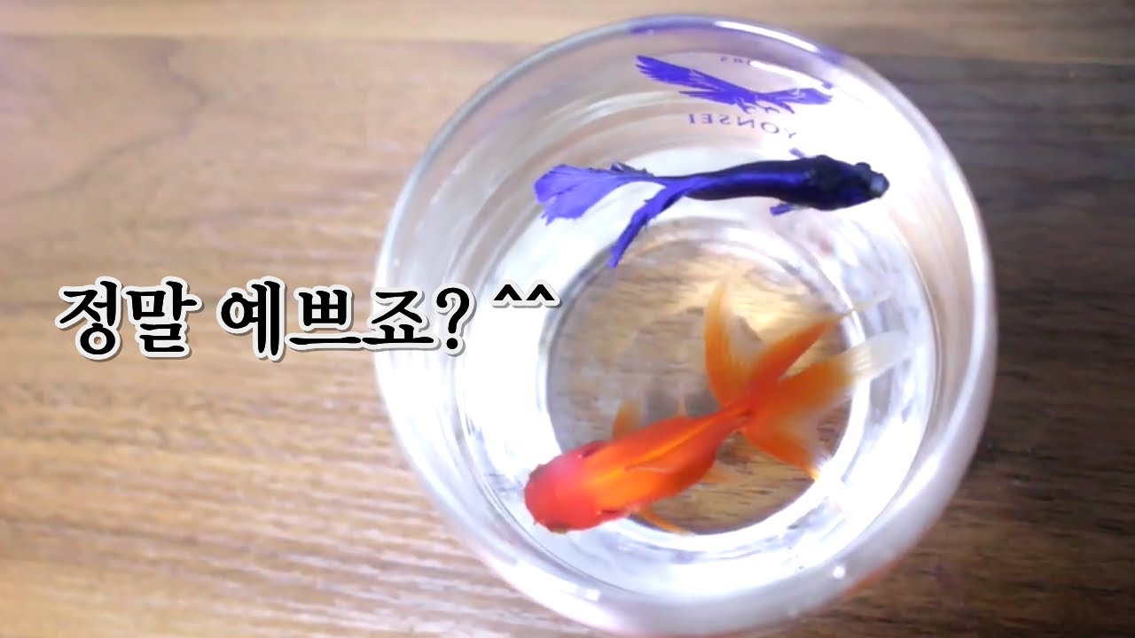 물고기를 처음 키우기 시작했습니다