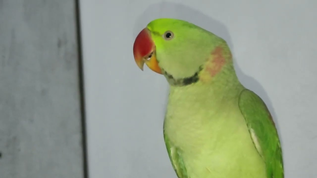 Cheeku - My Cutest Talking Kashmiri Parrot - Raw Parrot 🦜