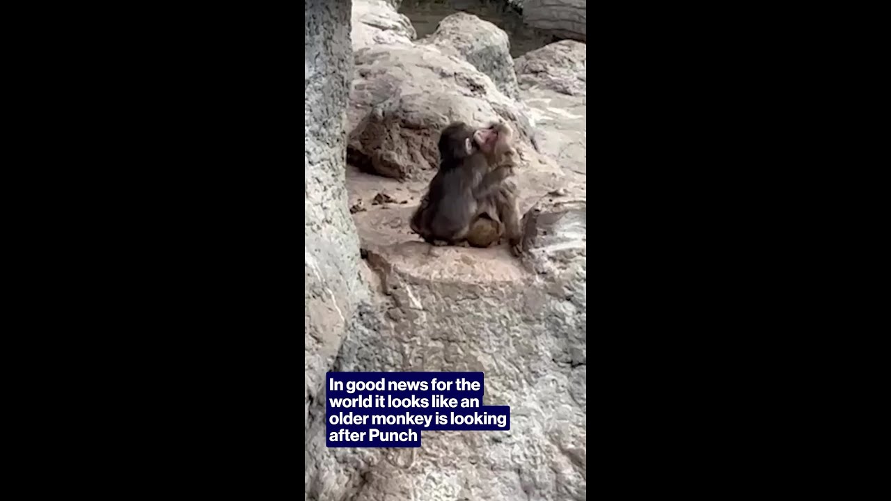 In good news for the world it looks like an older monkey is looking after Punch