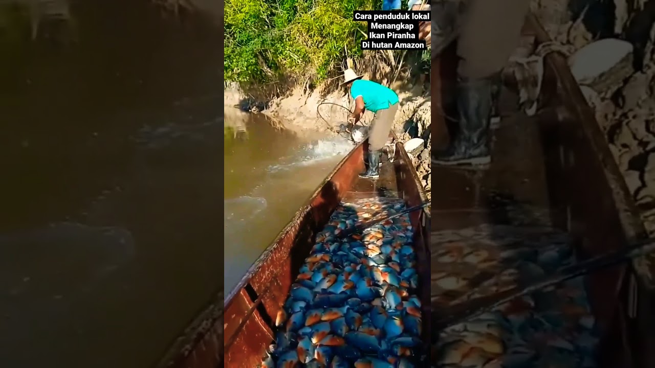 Ikan piranha, ikan terganas di panen di alam liar oleh suku amazon