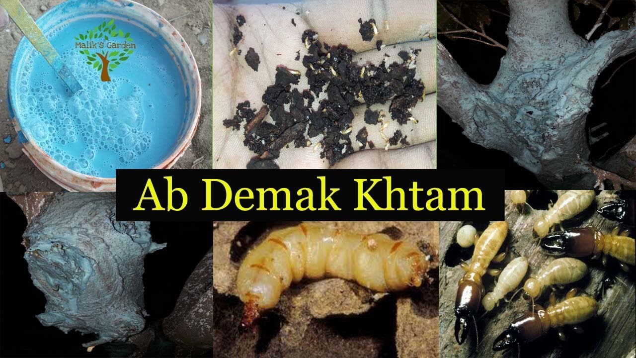 How to Get Rid From Demak | How To Kill Termites And Get Rid Of Them Forever Urdu/Hindi