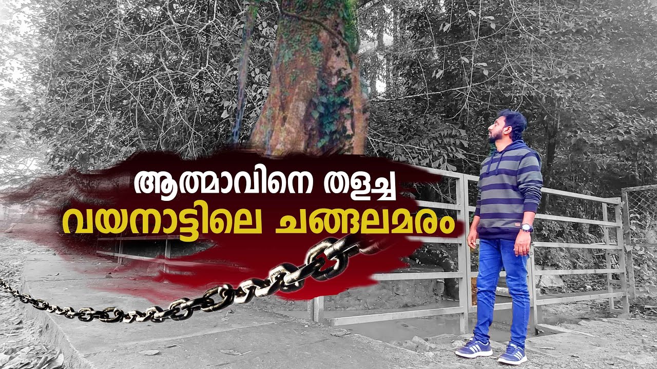 ആത്മാവിനെ തളച്ച വയനാട്ടിലെ ചങ്ങല മരം / Tricks Episode : 171 / Tricks by Fazil Basheer