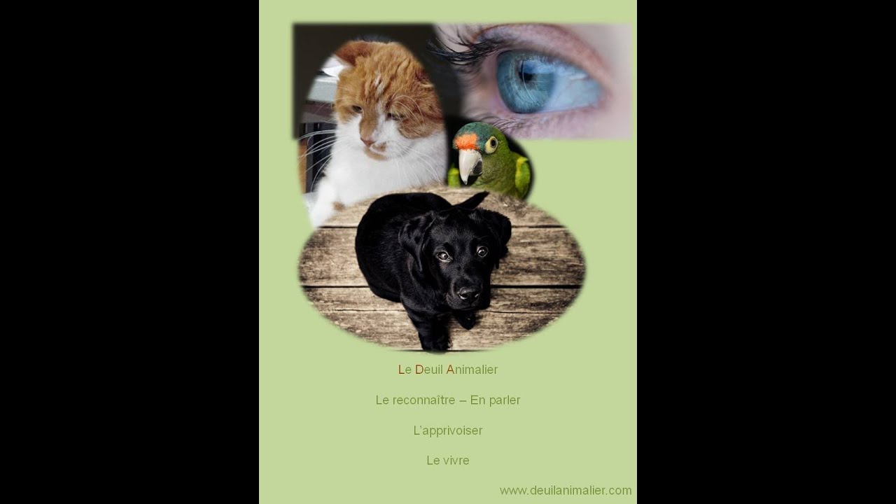 Formation Deuil animalier 101 r&eacute;ponses &agrave; vos questions par Lynne Pion