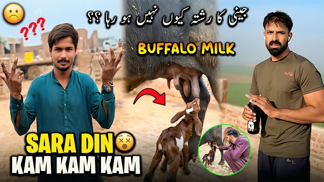 Sara Din Kam Kam Kam Aj ki Routine 🤔 | بکری کا بچہ بھینس کا دودھ پینے لگ گیا ماشاءاللہ