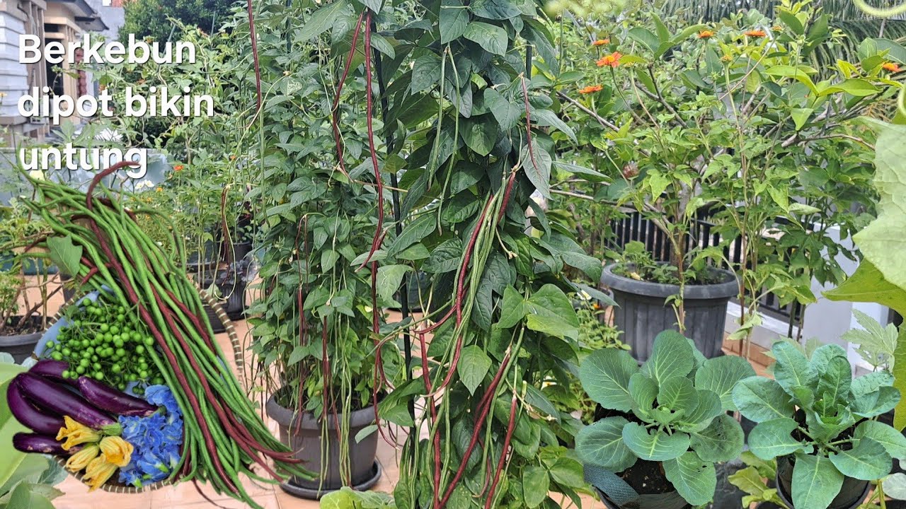 Panen cempokak di pot, berkebun untuk kebutuhan sehari-hari, enak bisa mandiri sayuran 