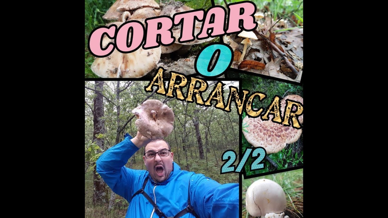 Santo grial de ¿Cortar o Arrancar ? GAME OVER 2/2