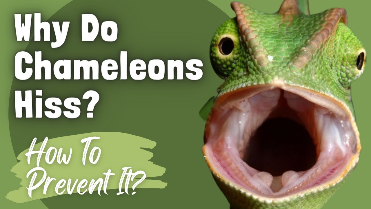 How To Calm A Chameleon If It Is Hissing?