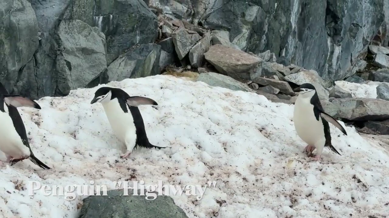 Penguins, The Health of Our Planet - Joyful Aging Messages with Rick and Jackie