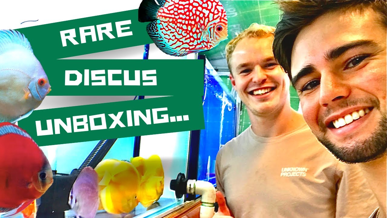 DISCUS UNBOXING - RARE & EXCLUSIVE DISCUS ***Oscars, Goldfish, Hecklii, Angelfish ***