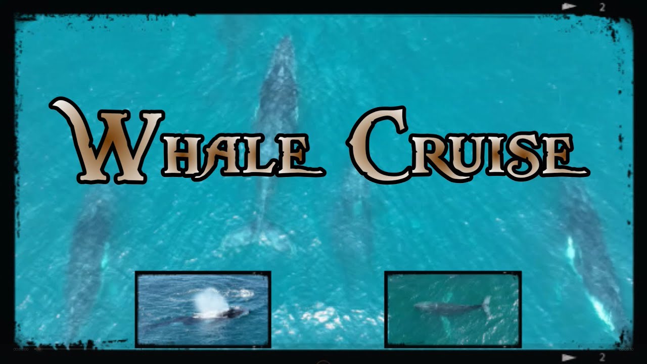 Whale Cruise The Movie