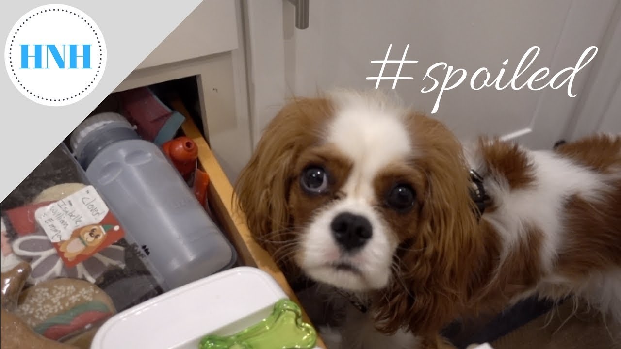 A Spoiled Dog Vlog & Organizing Dog Treats AGAIN