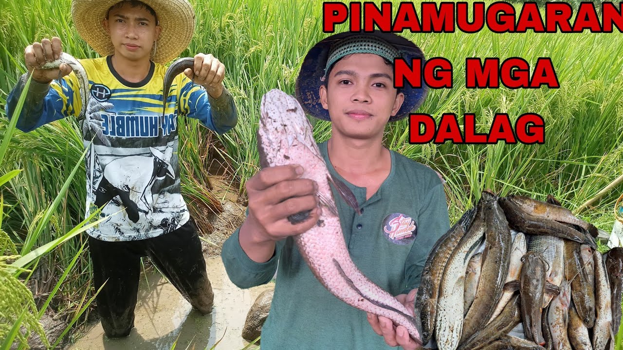 MALALAKING DALAG NA HULI SA PALAYAN