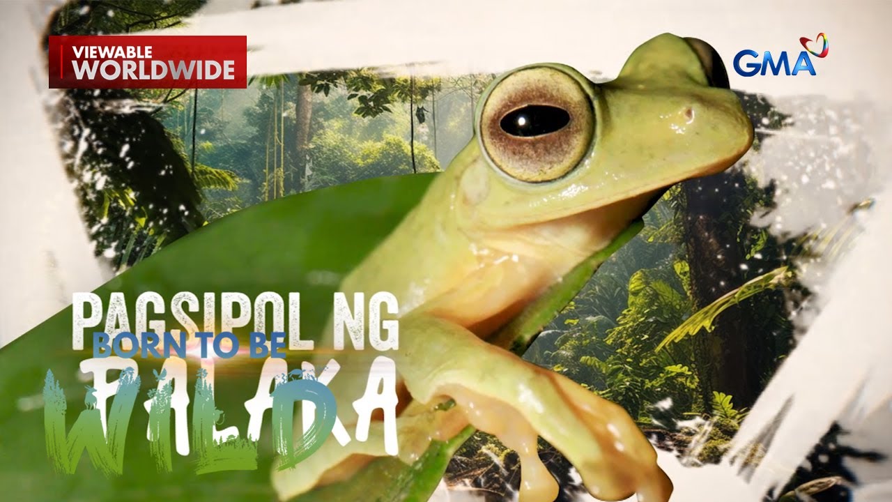 Sumisipol na palaka sa Virac, Catanduanes, pakinggan! | Born to be Wild