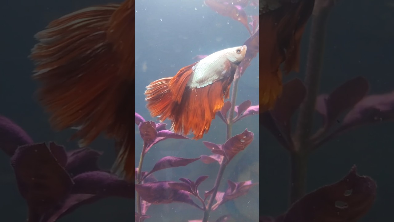 bettalove 🥰#bettafish#viralshorts#shorts#shortsfeed