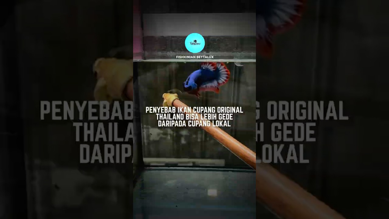 ALASAN CUPANG THAILAN BISA GEDE! #shorts #bettafish #fishkinian #education #ikancupang #ytshorts
